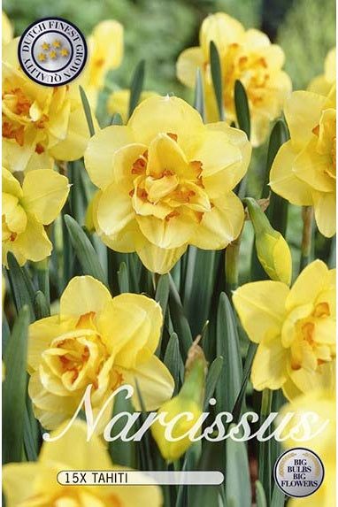 Narcissus Tahiti 12-pakning